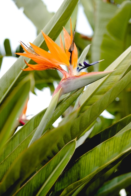 Strelitzia 꽃