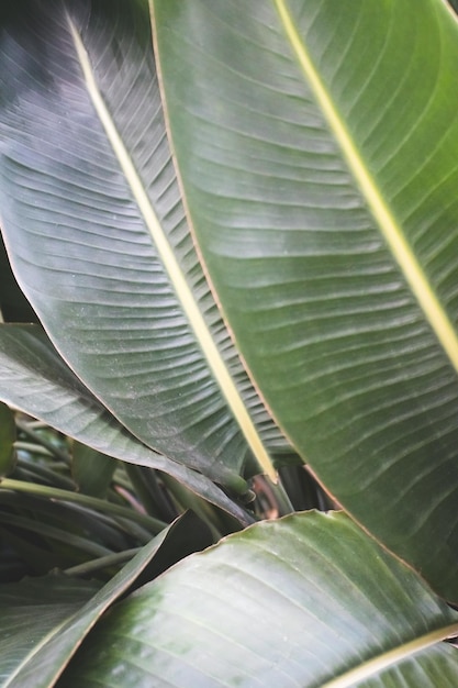 Strelitzia nicolai groene bladeren textuur