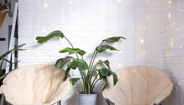 Strelitzia nicolai in the interior on the background of a white brick wall with garlands and round chairs Green house potted plant