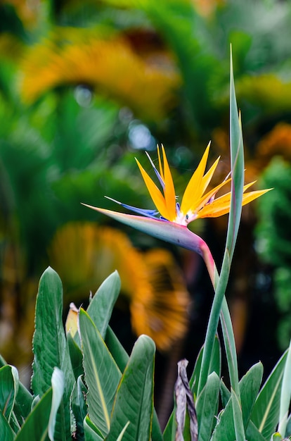Foto strelitzia reginae-bloemclose-up (paradijsvogel bloem).