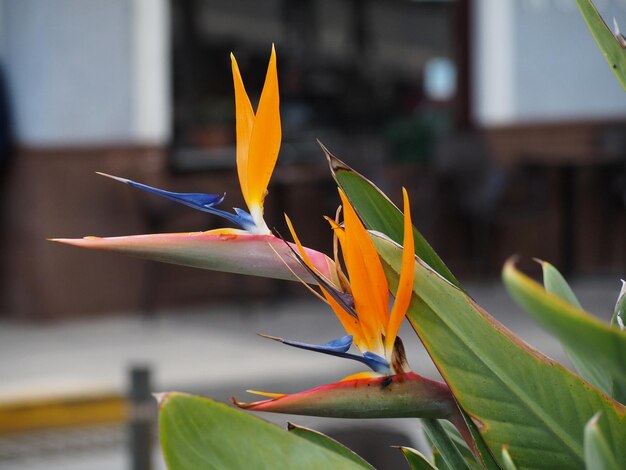 Strelitzia-reginae-bloemen