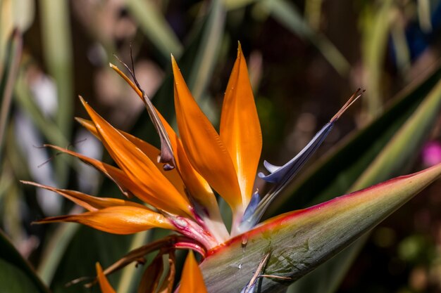 Strelitzia reginae closeup Exotic bright flowers natural flower background