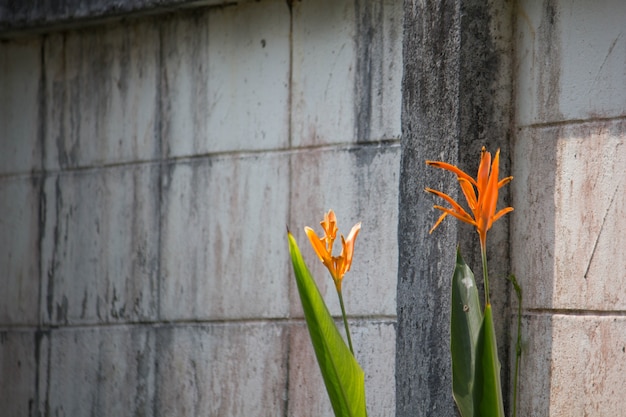 Strelitzia Reginae flower closeup (bird of paradise flower)