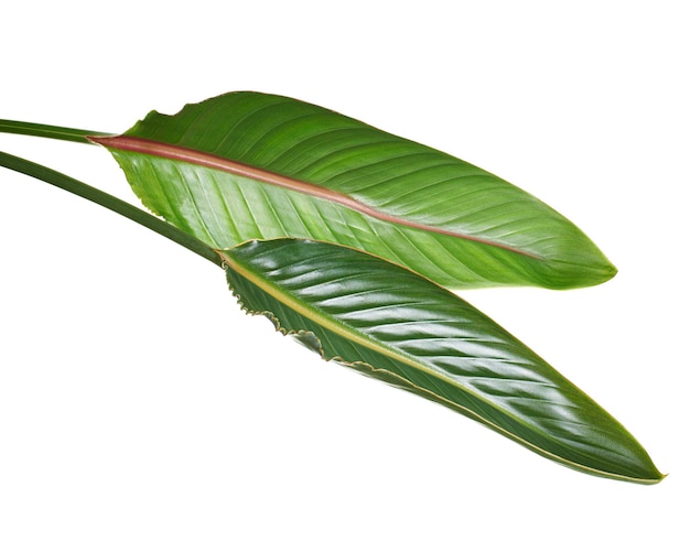 Strelitzia reginae leaves, Bird of paradise foliage, isolated on white background