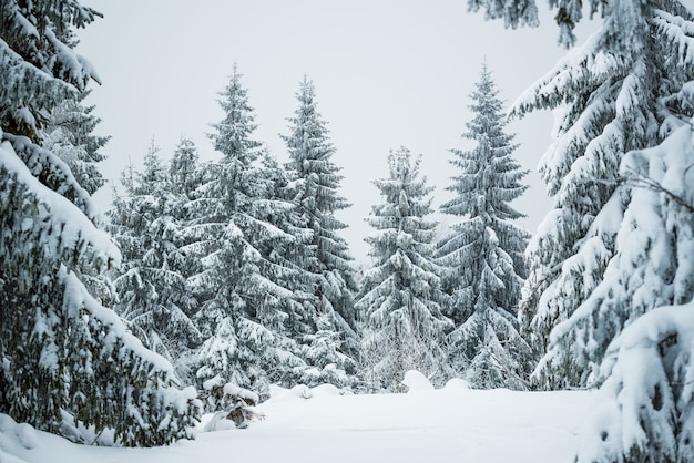 Strenge winterlandschap mooie besneeuwde sparren staan tegen een mistig bergachtig gebied op een koude winterdag. Het concept van koude noordelijke natuur. Copyspace