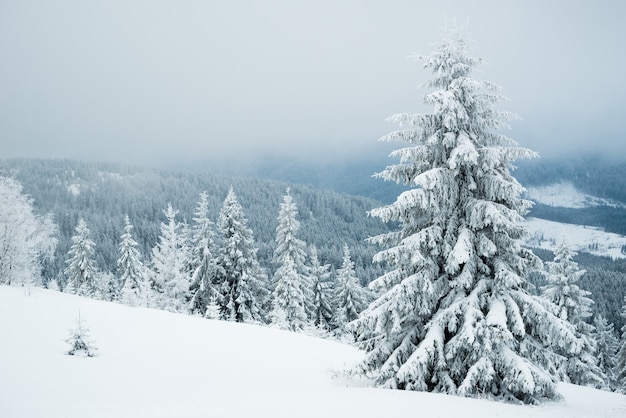 Strenge winterlandschap mooie besneeuwde sparren staan tegen een mistig bergachtig gebied op een koude winterdag