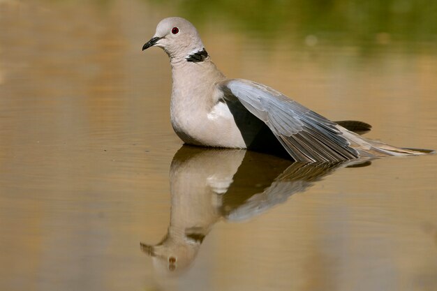 Streptopelia decaocto drinking in a pont water in summer, birds, doves, Collared Dove, turtur