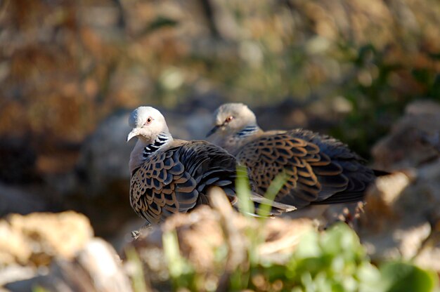 Streptopelia turtur - Европейская горлица - вид голубеобразных птиц семейства Columbidae.