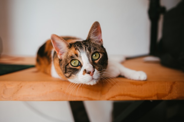 stretching cat on a wooden table