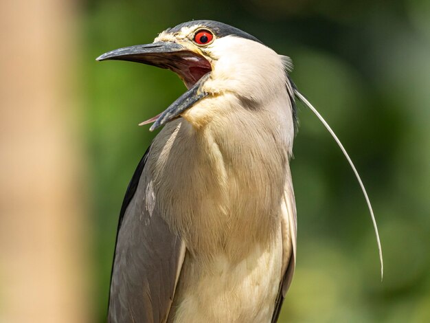 マングローブヘロンとしても知られているササゴイ（Butorides striata）は、小さなサギまたはササゴイで、身長約44cmの小さなササゴイです。