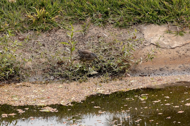 Striated Heron Juvenile of the species Butorides striata