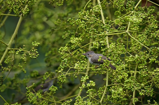 Photo striated yuhina (staphida castaniceps)