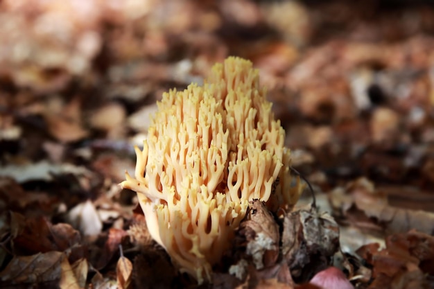 엄격한 산호 버섯 Ramaria Strica