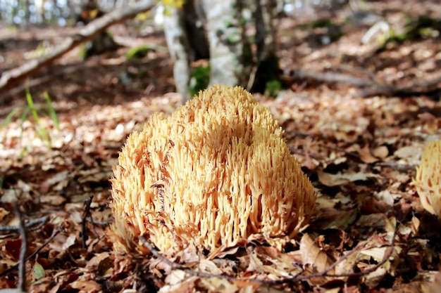 엄격한 산호 버섯 Ramaria Strica