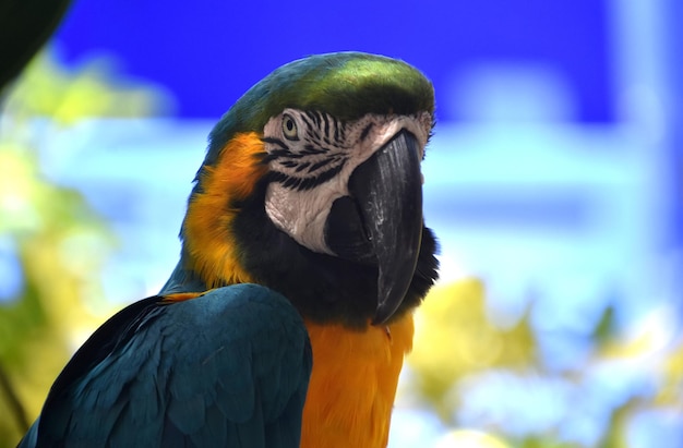 Foto sorprendente uccello ara blu e giallo con segni fantastici