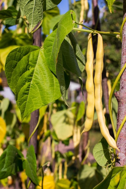 String beans on the branches