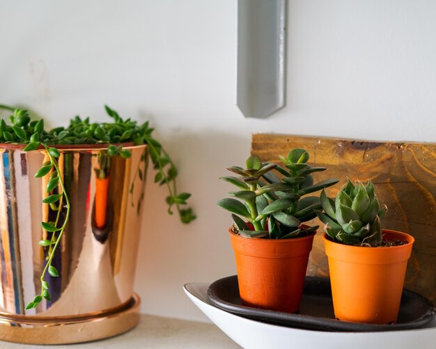 String of pearls in the pot and succulents indoor plants modern minimalist home