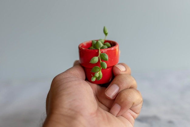 String of tears succulent in a tiny pot