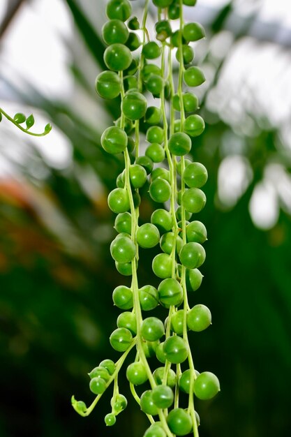 Foto pianta d'appartamento a stringa di perle