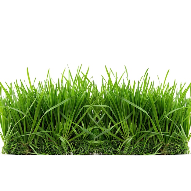 strip of green fresh grass