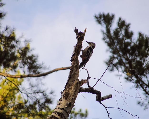 Stripe-breasted grey woodpecker and dry tree with blue sky background. Bird with beak eating food in forest of Siberia.