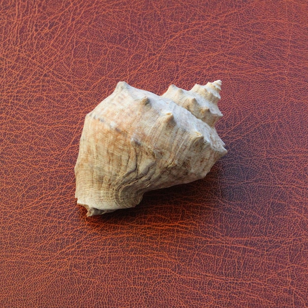 Stripe Conch Shell On Brown Leather Surface Square Stock Photo