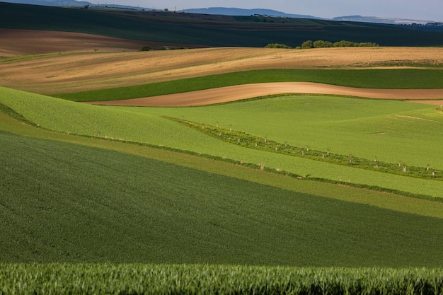 Photo stripe patterns on fields of south moravia green and yellow fresh spring colors