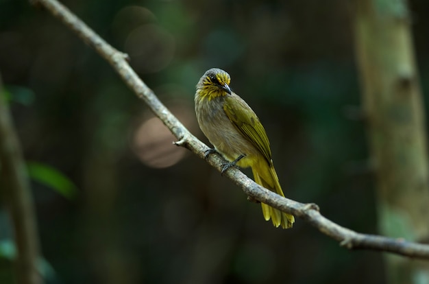 Stripe-throated Bulbul Bird, стоящая на ветке в природе