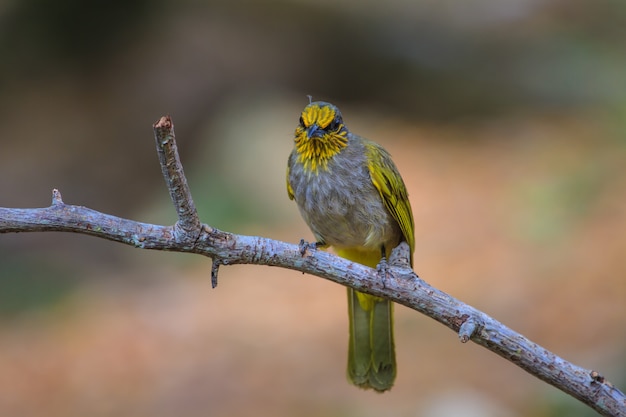 자연에서 지점에 서있는 줄무늬 목 Bulbul 새