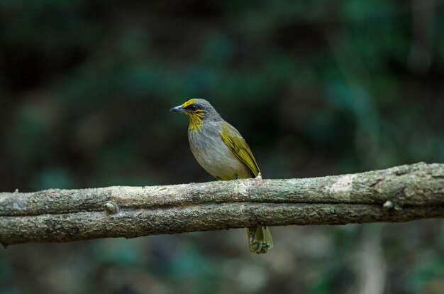 Bulbul stripe-throated su un ramo