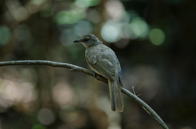 Stripe-throated Bulbul op een tak