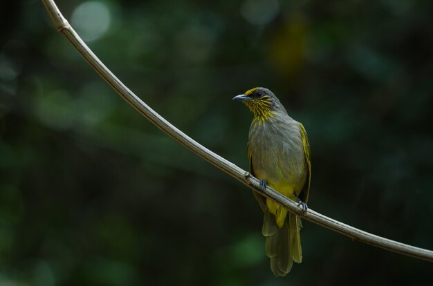 Stripe-throated Bulbul op een tak