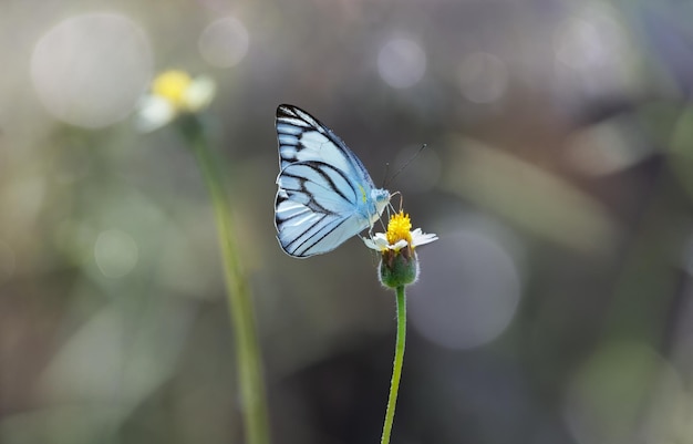 写真 ボケ味の背景に花と縞模様のアルバトロス蝶