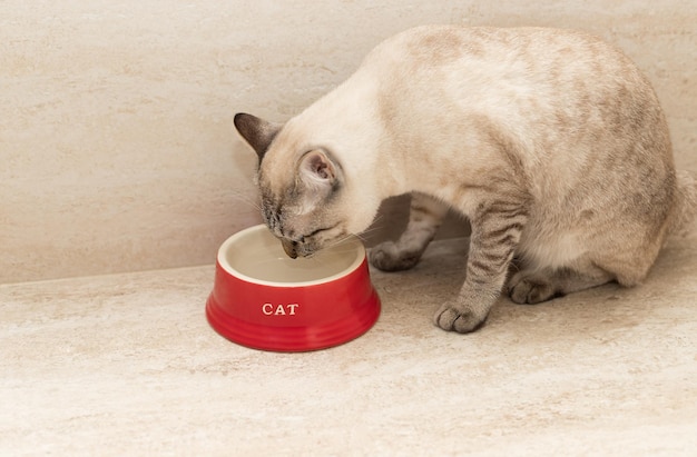 Striped cat drinking water from red bowl