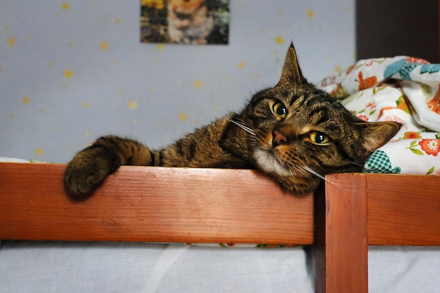 The striped cat is lying in bed Concept of allergies hair worms