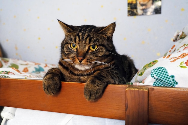 ストライプの猫がベッドに横たわっている 家族のペット