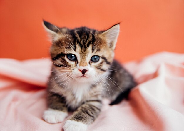 A striped cat is playing on a pink background A curious little kitten is sitting on a pink blanket and looking at the cameraPet