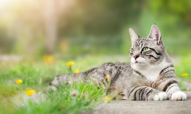 Striped cat lies on the lawn and looks away