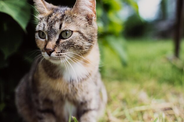 A striped cat looks into the distance in the countryside on a summer sunny day A beautiful pet