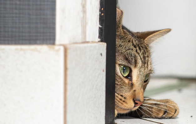 A striped cat peeks out from behind the door Curious cat hunter