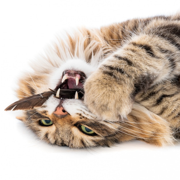 Striped cat playing with a bird's feather