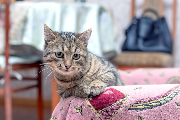 Striped cat in the room on a chair on a blurred background