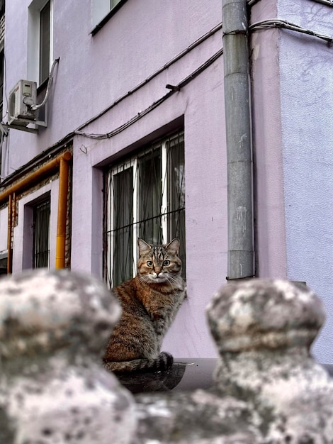 路上に座っている縞模様の猫