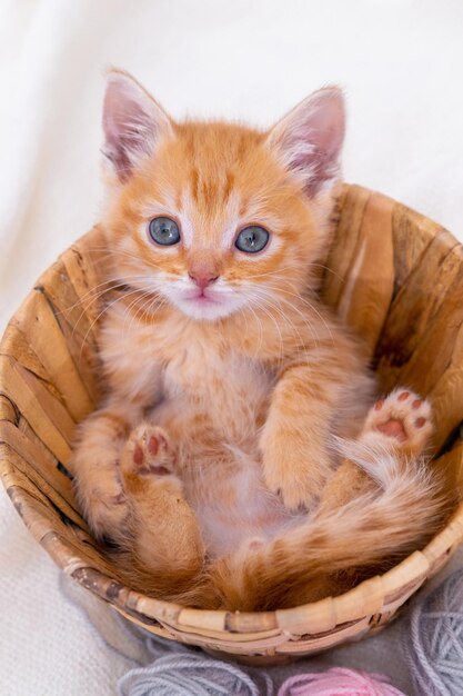 Striped curious red kitten sitting in basket with pink and grey balls skeins of thread on white bed