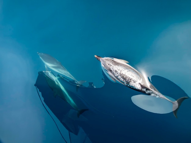 полосатый дельфин дышит на морской поверхности