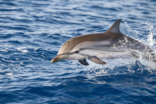 Полосатый дельфин во время прыжка в глубокое синее море