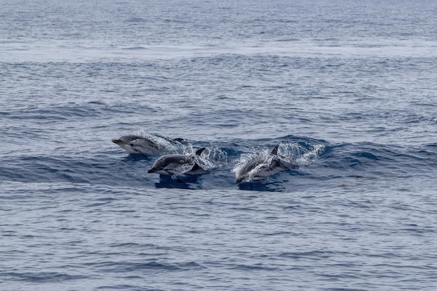 Полосатые дельфины stenella ceruleoalba прыгают