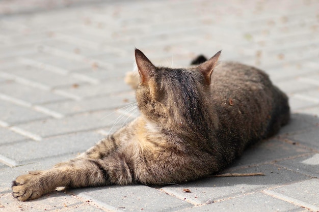 晴れた日のカメラのための縞模様の飼い猫のポーズ美しい猫の毛皮