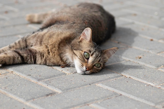 晴れた日のカメラのための縞模様の飼い猫のポーズ美しい猫の毛皮