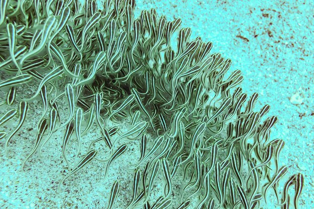 写真 紅海の稚魚の縞模様のウナマズナマズplotosuslineatus浅瀬